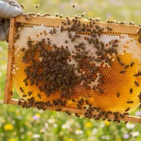 Куплю бджолосімї