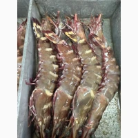 Mauritania fishing coast, Nouadhibou fishing harbour, Mauritania, Nouakchott fish market