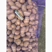 ЗАКУПОВУЄМО картоплю великим оптом на постійній основі. Шукаємо реальних виробників