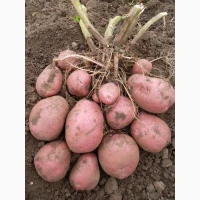 Семенной картофель Беллароза 1-2 репродукция, опт от 5 тонн Украина