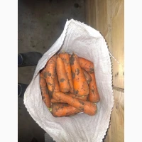 Продам моркву