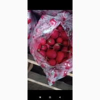 Продам редиску миту