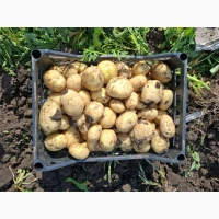 Продам молодой картофель ривьера