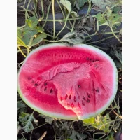 Продам арбуз.Сорт Ледус
