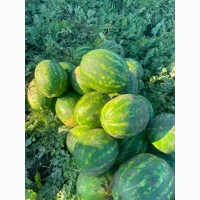 Продам арбуз.Сорт Ледус