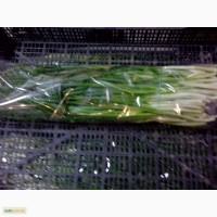 Продам зеленый лук перо