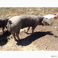 Продам рабочие хряки (пoрода плем. петрени)