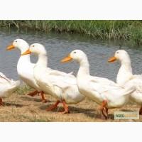 Утки мулард