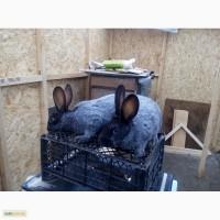 Продам кролів