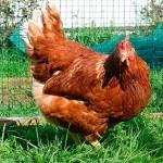 Продаж курчат породи Іспанка