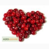 Продам боярышник, плоды