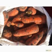 Продам морковь сорт, Абако