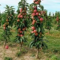 Продам саджанці Яблунь, груш, Персика, Абрикоса, Черешні, Вишні, Сливи ОПТ