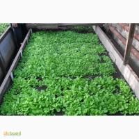 Продам рассаду табака (2, 00 грн. - 1шт.)