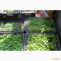Продам рассаду табака (2, 00 грн. - 1шт.)