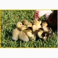 Мускусные племенные утята (индоутка, шипуны)