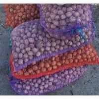 Горіх куплю 2025