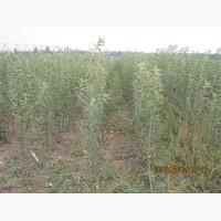 Продам підщепу м26