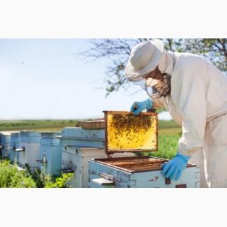 Продам бджолосім#039;ї Carnica (Карніка)