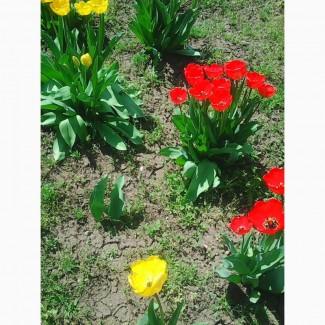 Продам саженцы ранних тюльпанов