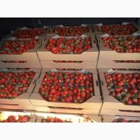 Продам клубнику оптом