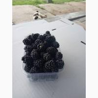 Продам ежевику Лох Тей