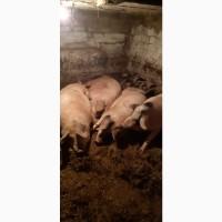 Продам домашнюю свинину 14 голов