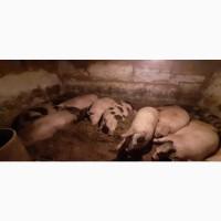 Продам домашнюю свинину 14 голов