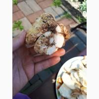 Продам трюфель 1шт