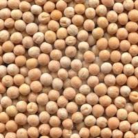Продам Горох органічний НС Мороз