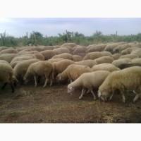 Продам на экспорт Бычки, телята, овцы, бараны живьём