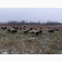 Продам Баранов, Овец живым весом или тушками