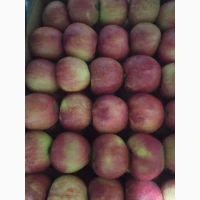 Продам яблука різних сортів