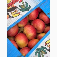 Продам яблука різних сортів