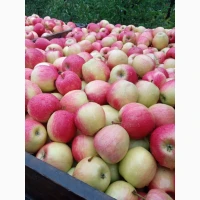 Продам яблука різних сортів