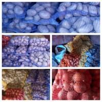 Продам Картофель Королева Анна, на еду, а также и посадочную