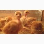 Продам одноденні і підрощені курчата Редбро Мастер Іспанка Домінант