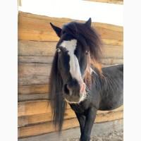 Продажа пони