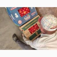 Продам помідори є велика кількість