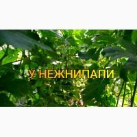 Виноград Саданці та Черенки Опт