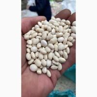 Квасоля різних сортів