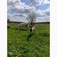 Продам дійні кози та козенята