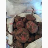 Продам буряк борщивой