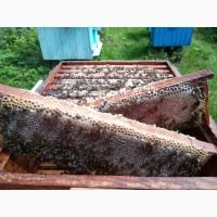 Матки кавказянка, Серая горная кавказская пчела. СГК