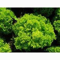 Продам зелений салат