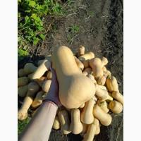 Продам мускатний гарбуз Арахісове масло