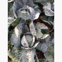 Продам капусту