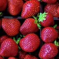 Продам клубника, Продам полуницю