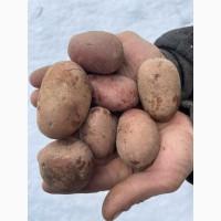 Продам посадкову картоплю, сорт Лабелла