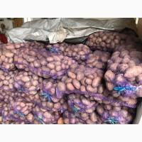 Продам картоплю
